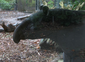 tapir.jpg