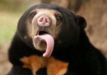sun_bear.jpg