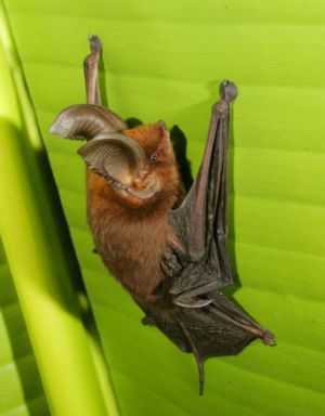 sucker-footed_bat.jpg