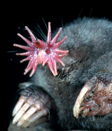star-nosed_mole.jpg