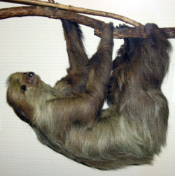 sloth.jpg