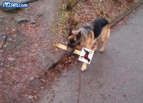 Good Boy.jpg