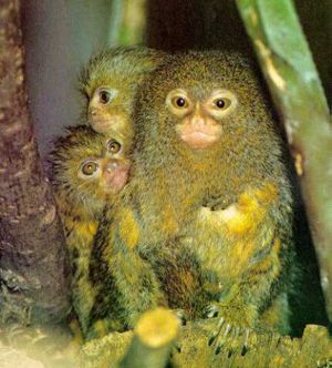 pygmy_marmoset.jpg