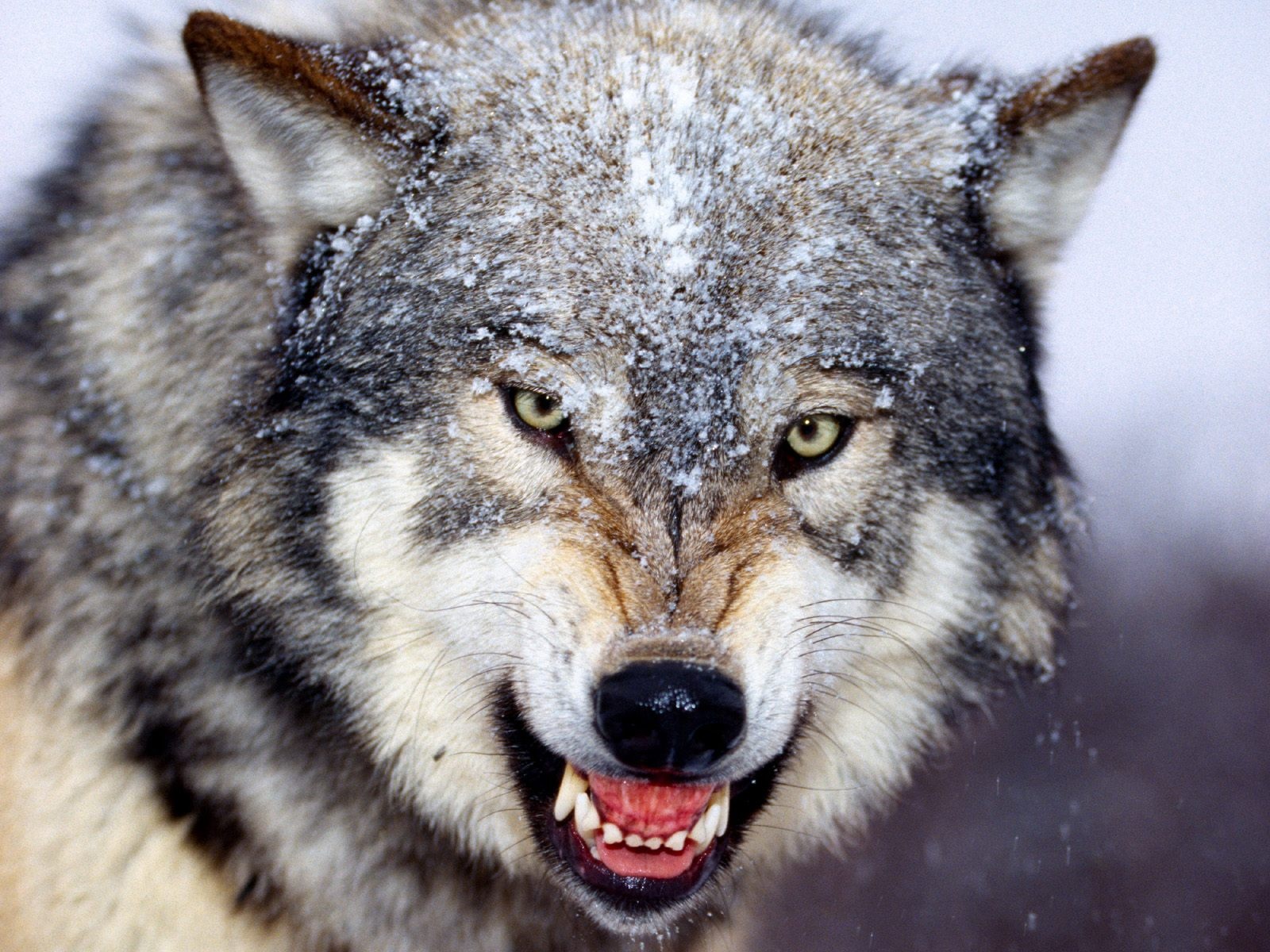 mad_wolf-normal.jpg