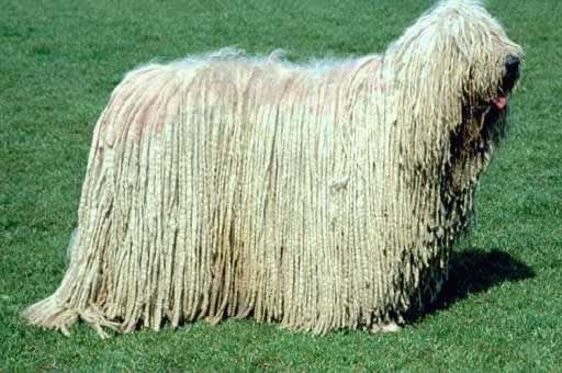 komondor_dog.jpg
