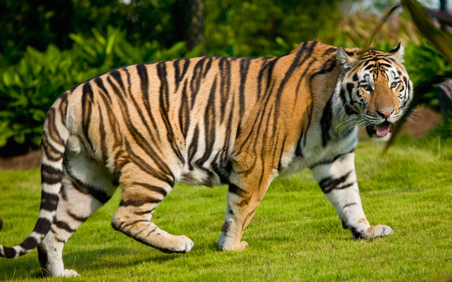 widescreen_tiger-wide.jpg