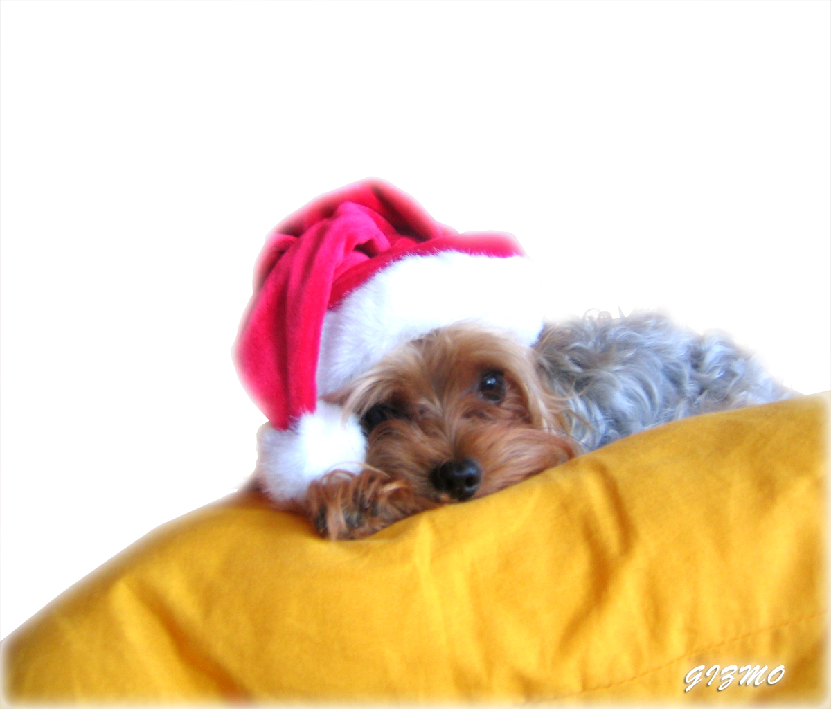 Gizmo_Clause_by_Hectord27.jpg