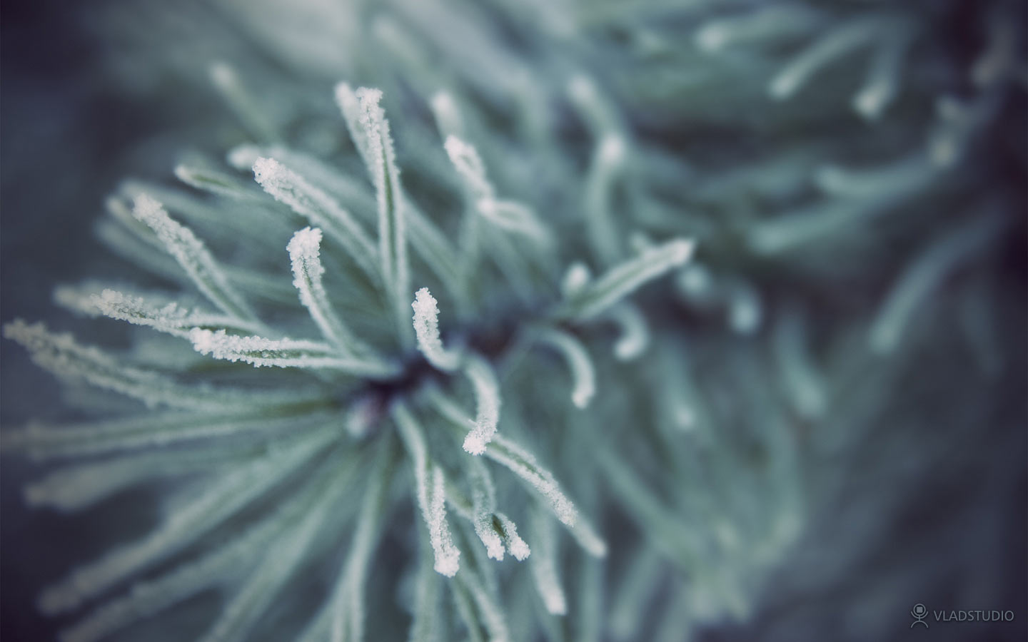 vladstudio_siberianwinter3_1440x900.jpg