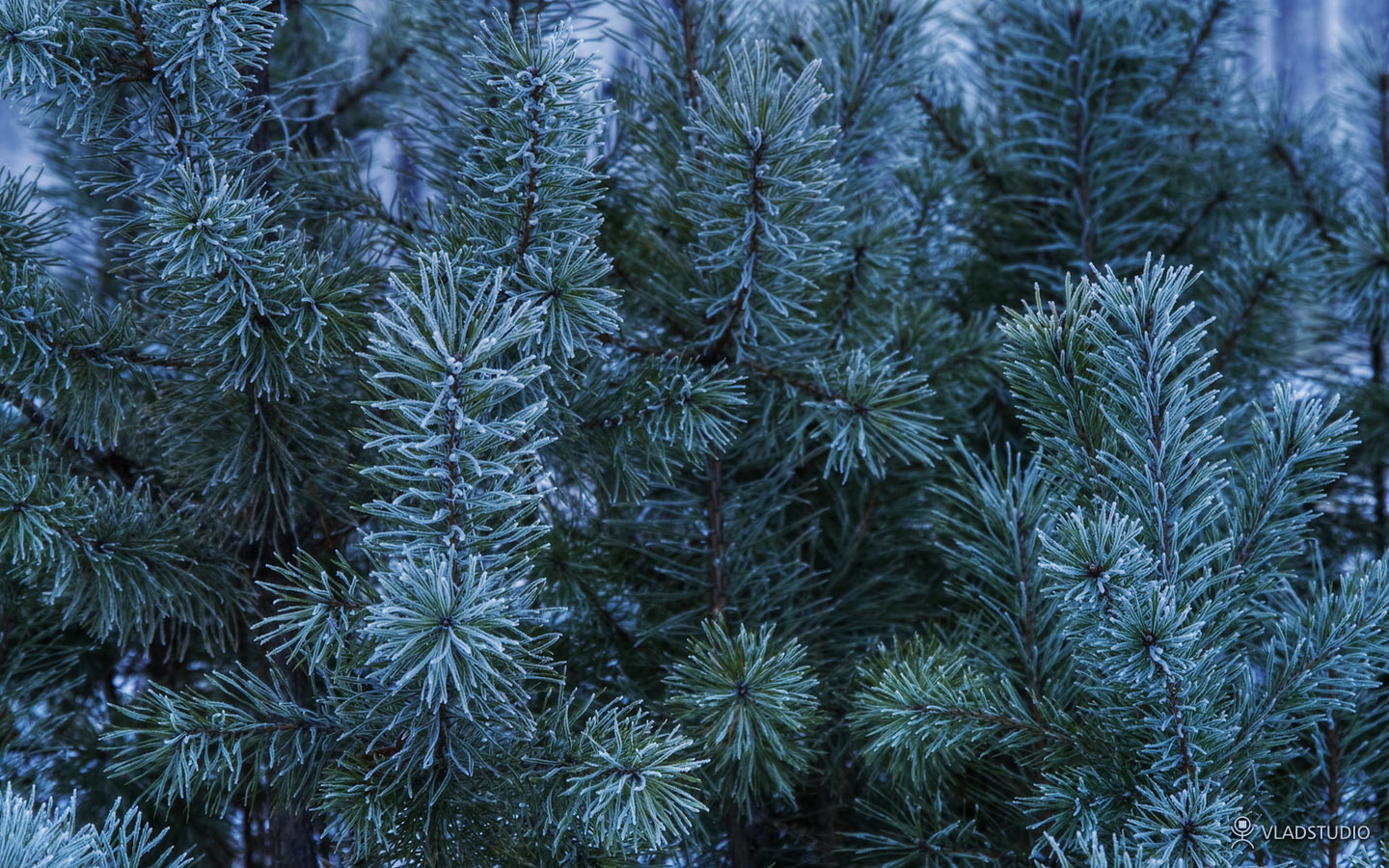 vladstudio_siberianwinter4_1440x900.jpg