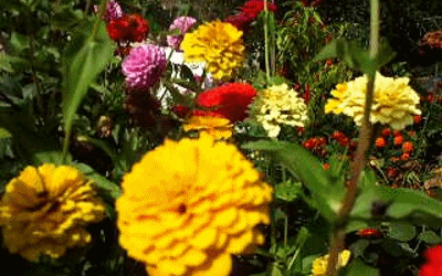 2.gif