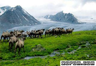 mongol altai _jpg.jpg