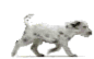 139843_puppyrun.gif 139843_puppyrun.gif